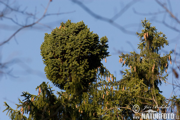 Smrek obyčajný (Picea abies)