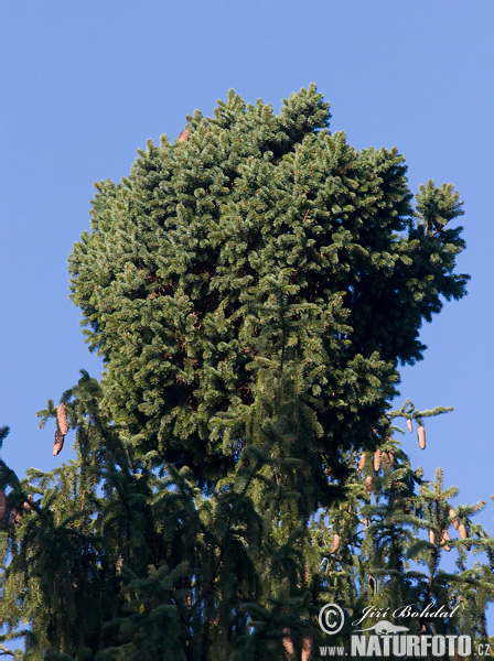 Smrek obyčajný (Picea abies)