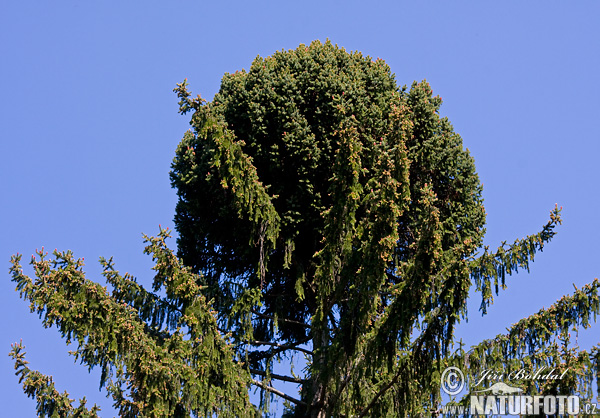 Smrek obyčajný (Picea abies)