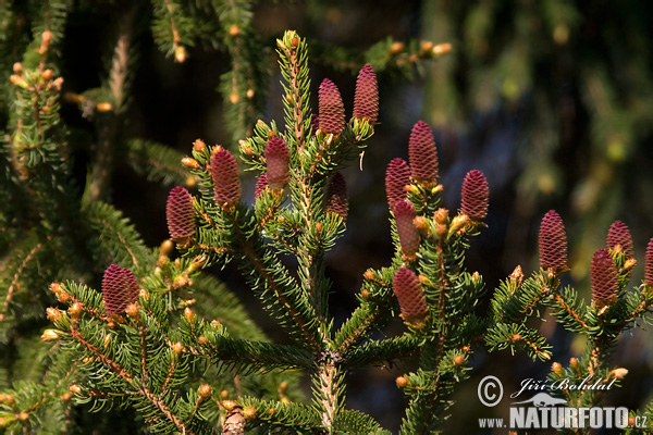 Smrek obyčajný (Picea abies)