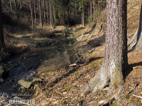 Smrek obyčajný (Picea abies)