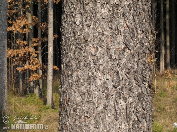 Smrek obyčajný (Picea abies)