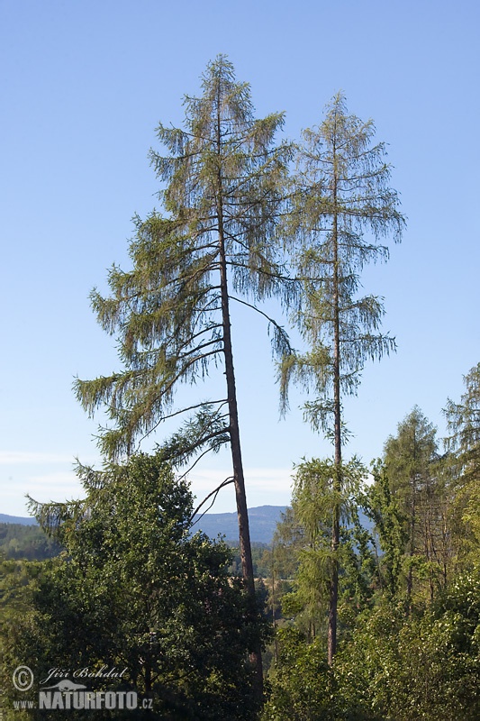 Smrekovec opadavý (Larix decidua)