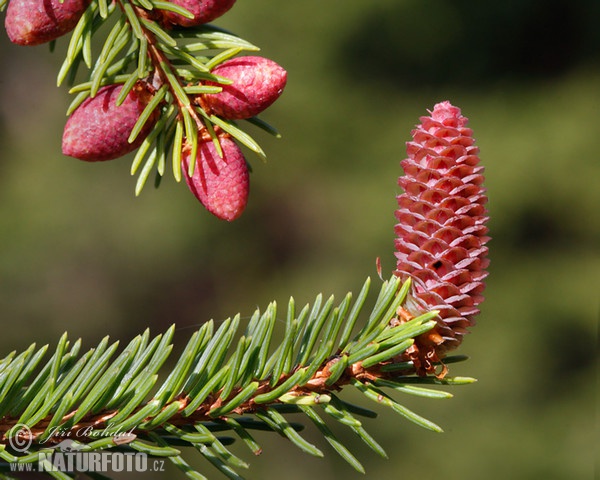 Smrk ztepilý (Picea abies)