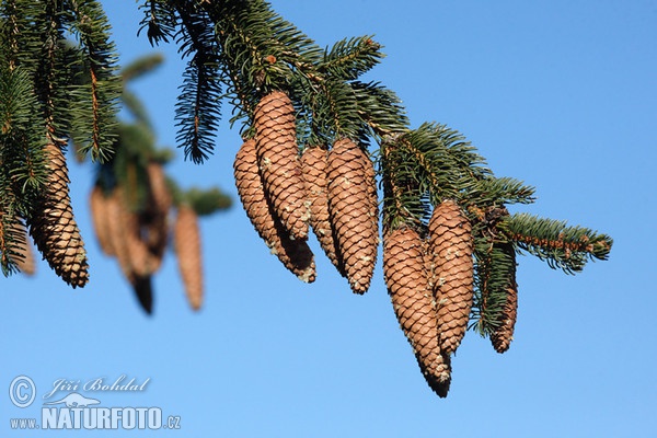 Smrk ztepilý (Picea abies)