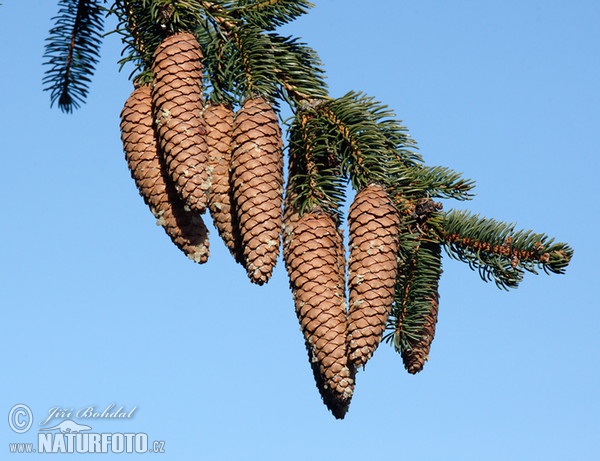 Smrk ztepilý (Picea abies)