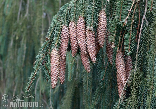 Smrk ztepilý (Picea abies)