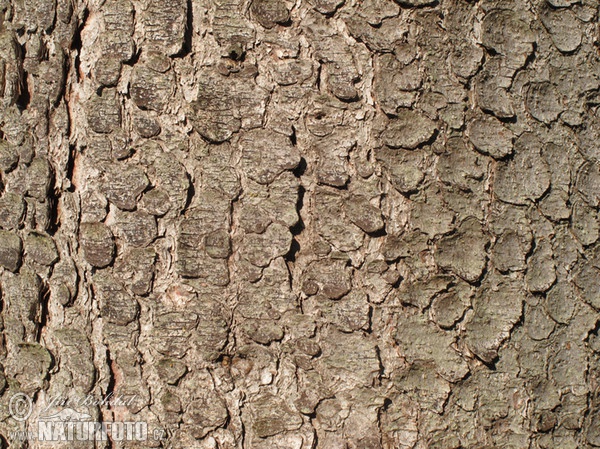 Smrk ztepilý (Picea abies)