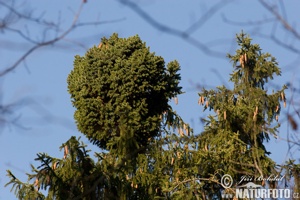 Smrk ztepilý - čarověník (Picea abies)