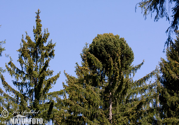 Smrk ztepilý - čarověník (Picea abies)