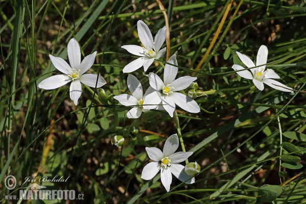 Snědek Kochův (Ornithogalum kochii)