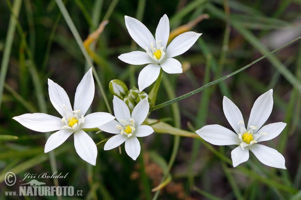 Snědek Kochův (Ornithogalum kochii)