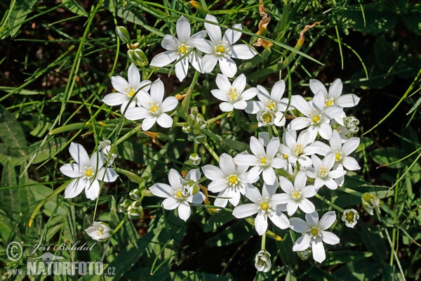 Snědek Kochův (Ornithogalum kochii)