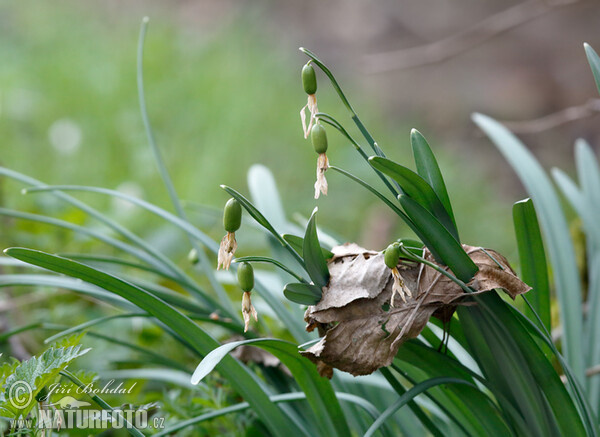 Sněženka podsněžník (Galanthus nivalis)