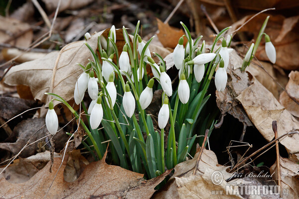 Sněženka podsněžník (Galanthus nivalis)