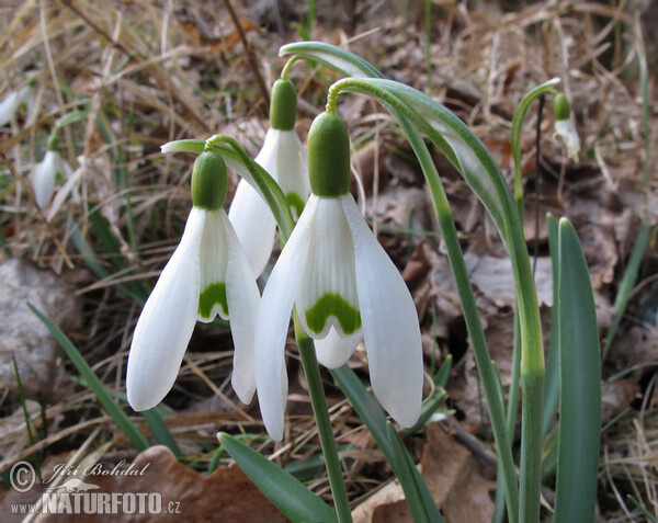 Sněženka podsněžník (Galanthus nivalis)