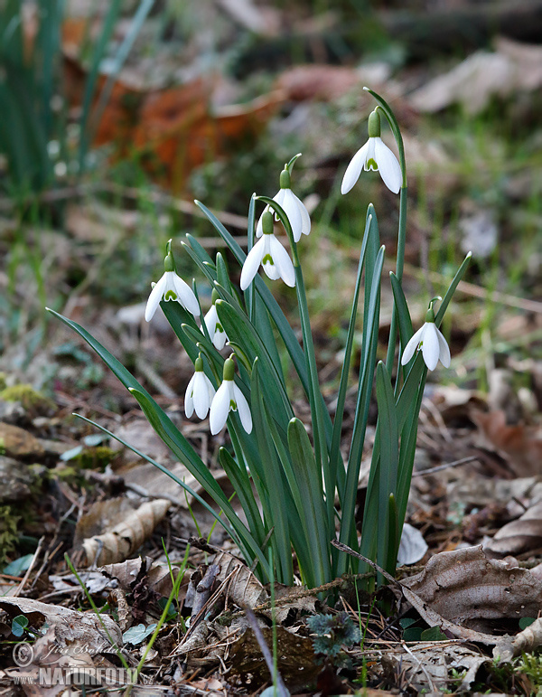 Snežienka jarná (Galanthus nivalis)