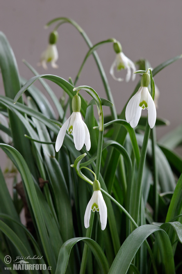 Snežienka jarná (Galanthus nivalis)