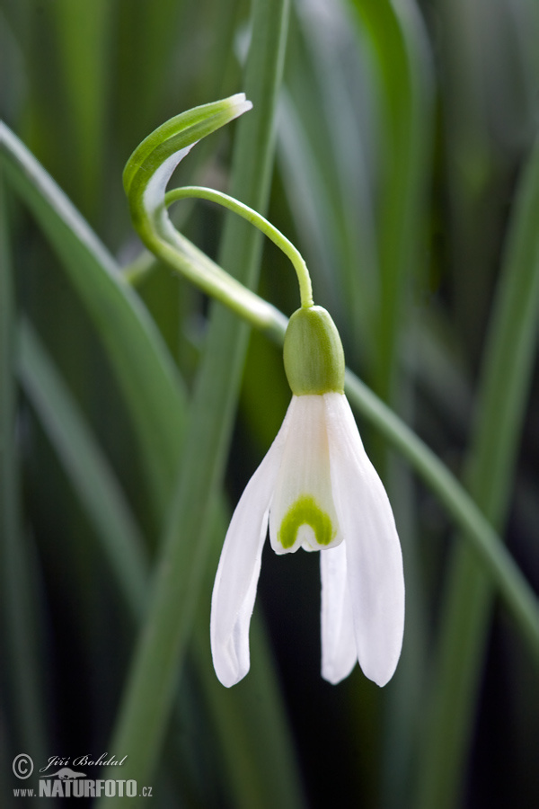 Snežienka jarná (Galanthus nivalis)