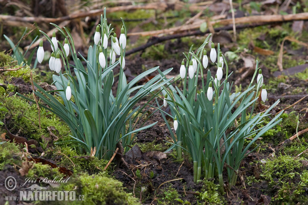 Snežienka jarná (Galanthus nivalis)