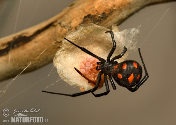 Snovačka jedovatá (Latrodectus tredecimguttatus)