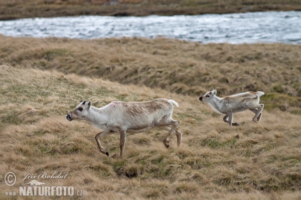 Sob (Rangifer tarandus)