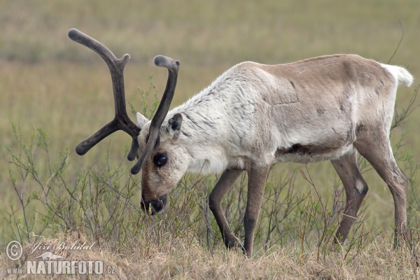 Sob polární (Rangifer tarandus)