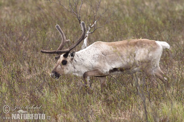 Sob polární (Rangifer tarandus)