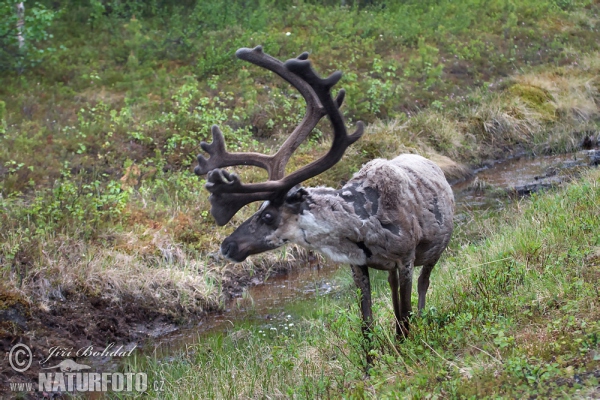 Sob polární (Rangifer tarandus)