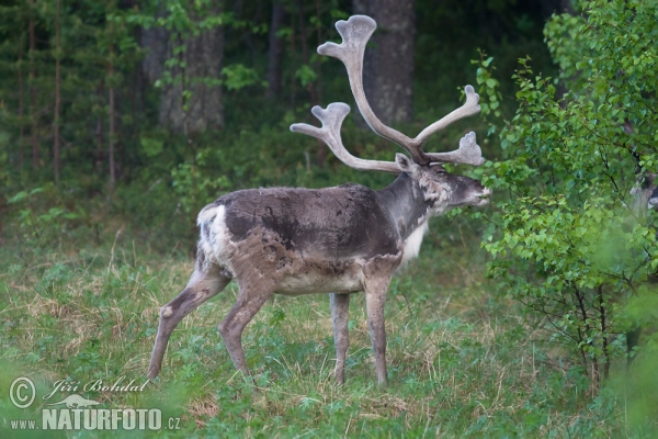 Sob polární (Rangifer tarandus)