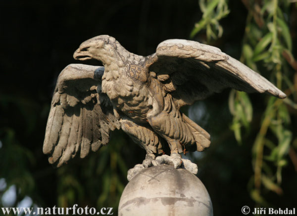 Socha orla (Statua)