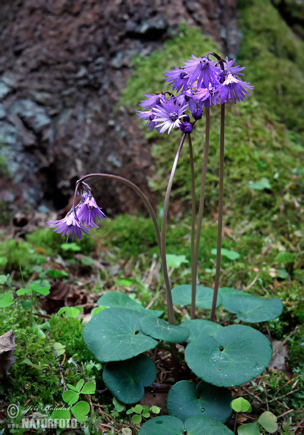 Soldanelka horská (Soldanella montana)