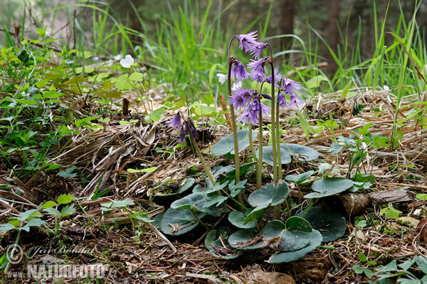 Soldanelka horská (Soldanella montana)