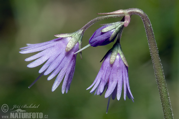 Soldanelka horská (Soldanella montana)