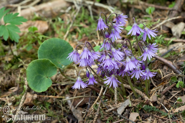 Soldanelka horská (Soldanella montana)