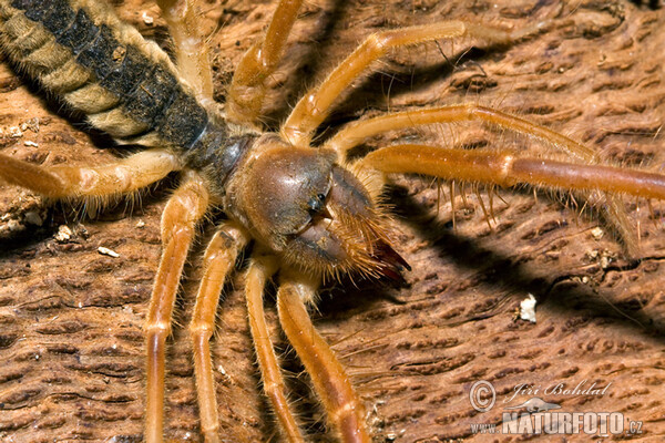 Solifuga egejská (Galeodes graecus)