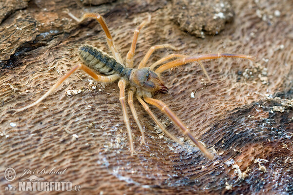 Solifuga egejská (Galeodes graecus)