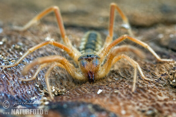 Solifuga egejská (Galeodes graecus)