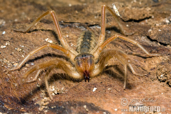 Solifuga egejská (Galeodes graecus)