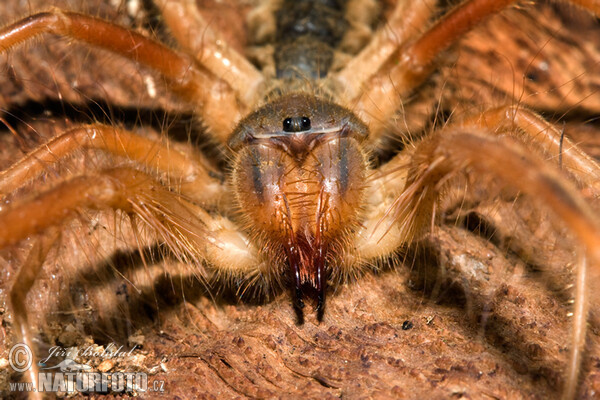 Solifuga egejská (Galeodes graecus)