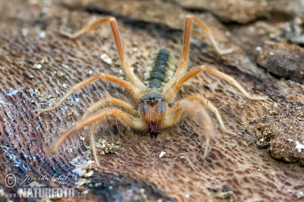 Solifuga egejská (Galeodes graecus)