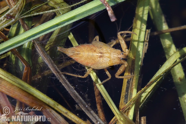 Splešťule blátivá (Nepa cinerea)