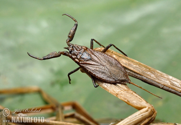 Splošťuľa bahenná (Nepa cinerea)