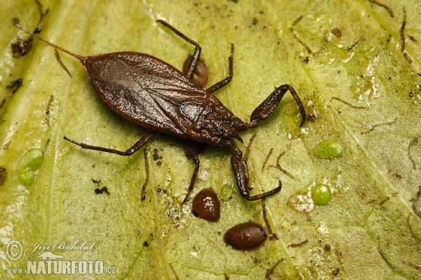 Splošťuľa bahenná (Nepa cinerea)