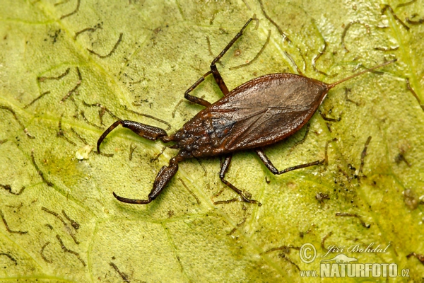 Splošťuľa bahenná (Nepa cinerea)