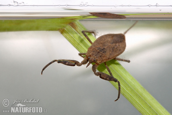 Splošťuľa bahenná (Nepa cinerea)