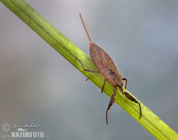 Splošťuľa bahenná (Nepa cinerea)