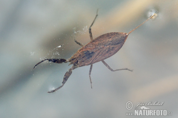 Splošťuľa bahenná (Nepa cinerea)