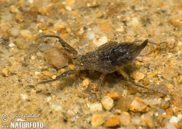 Splošťuľa bahenná (Nepa cinerea)