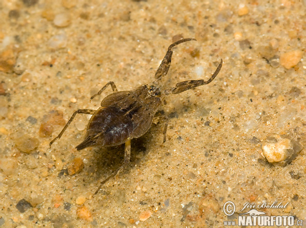 Splošťuľa bahenná (Nepa cinerea)